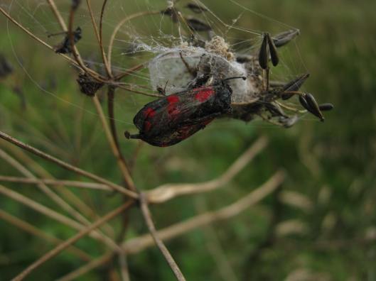 002Burnet moth caught in web