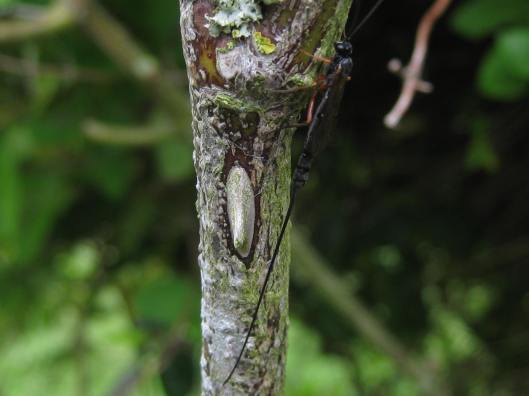 002Ichneumon wasp probably