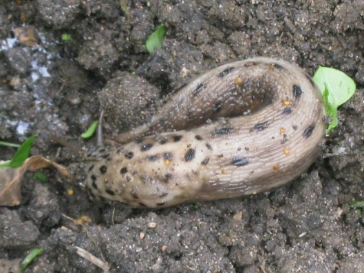 002Leopard slug (640x480)