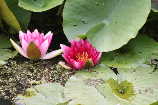 002Pink water lily