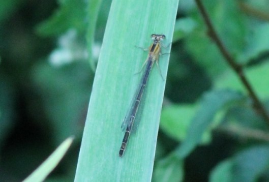 003Damselfly (640x434)