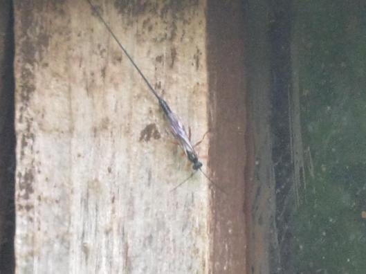 003Ichneumon wasp probably