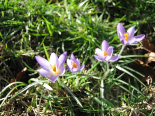 003Mauve crocus (640x480)