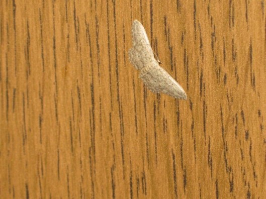 003Micro moth (640x480)