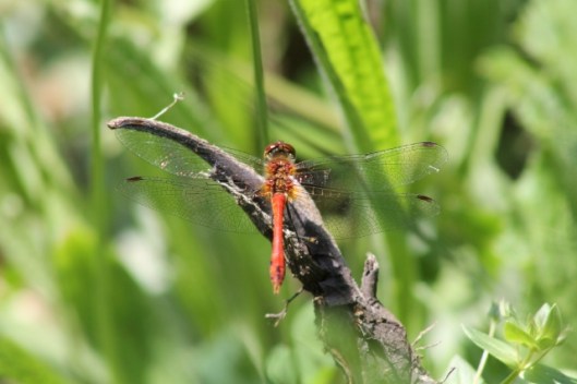 003Ruddy darter (640x427)
