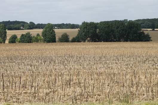 003Stubble field