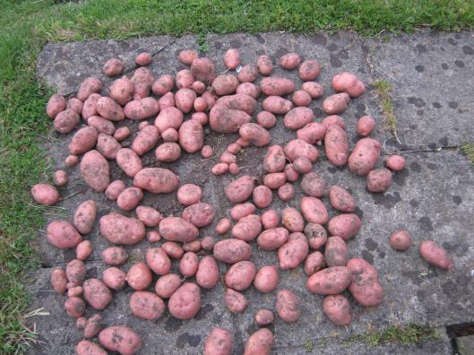 004Desirée potatoes