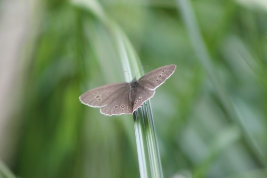 005Ringlet