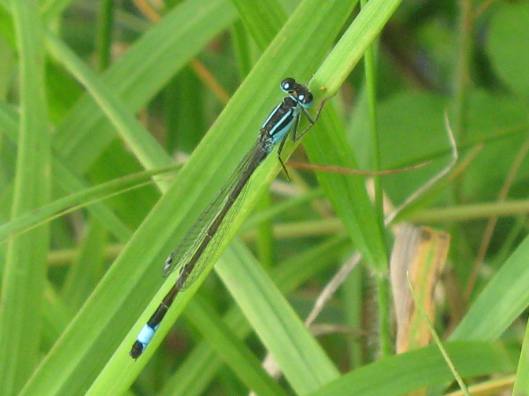 006Blue-tailed damselfly