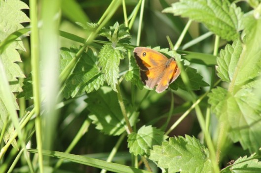 006Gatekeeper (640x427)