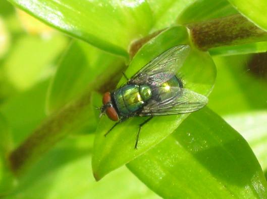 006Greenbottle