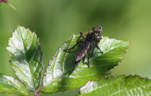 006Robber Fly with victim (640x411)