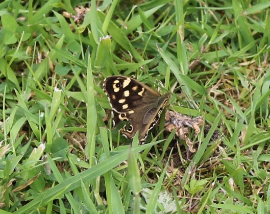 006Speckled Wood butterfly