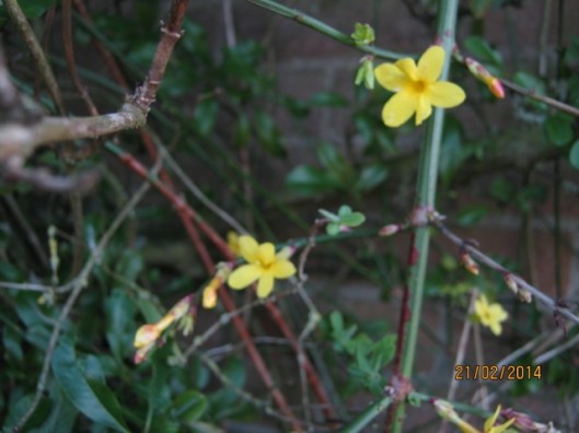 006Winter-flowering jasmine (640x480)