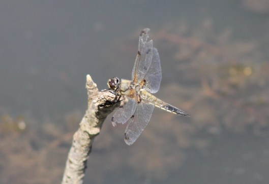 007Four spotted chaser (640x440)