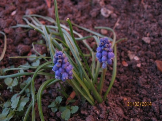 008Grape hyacinth (640x480)