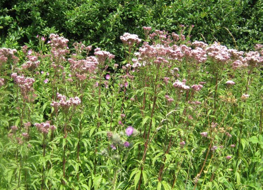 008Hemp agrimony