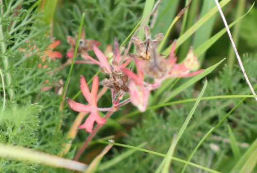 008Pink Herb Robert leaves