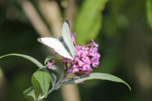 008White butterfly on buddleja (640x427)