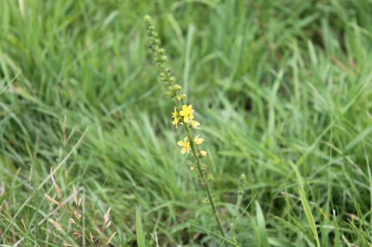 009Agrimony