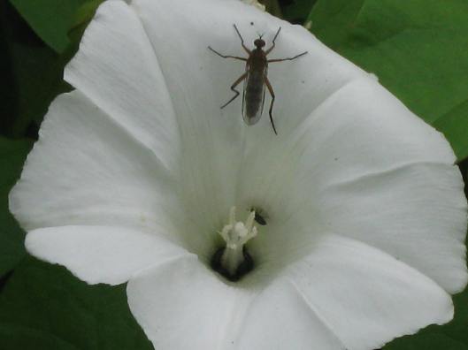 009Bindweed flower with unidentified fly and pollen beetle
