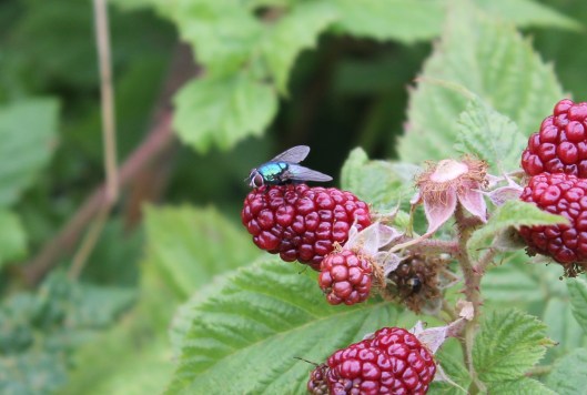 009Greenbottle on unripe blackberry