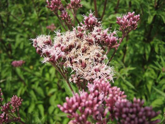 009Hemp agrimony
