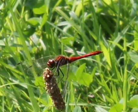 009Ruddy darter
