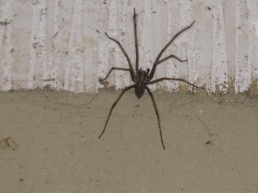 010Spider (640x480)