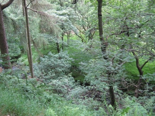 011Back Forest (640x480)