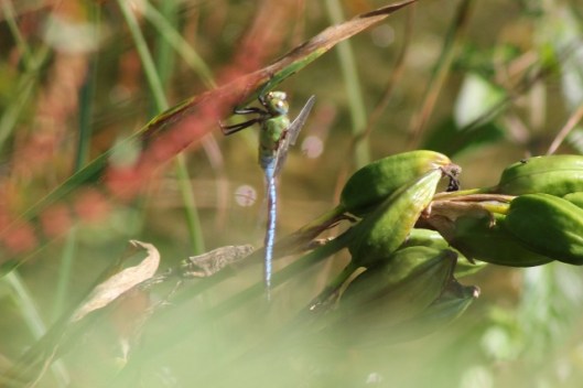 011Male emperor dragonfly (640x426)
