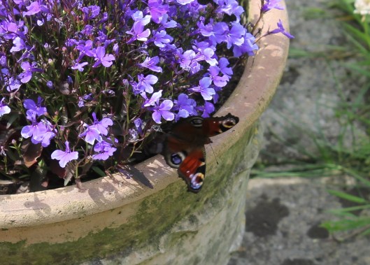 011Peacock butterfly on lobelia
