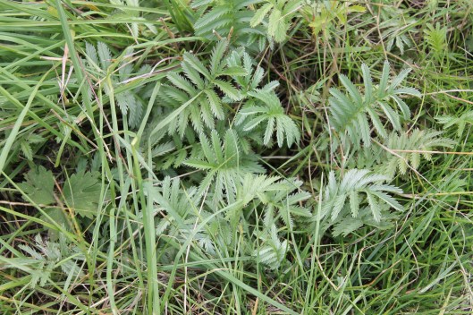 011Silverweed leaves