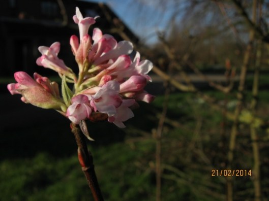 011Viburnum bodnantense flowers (640x480)