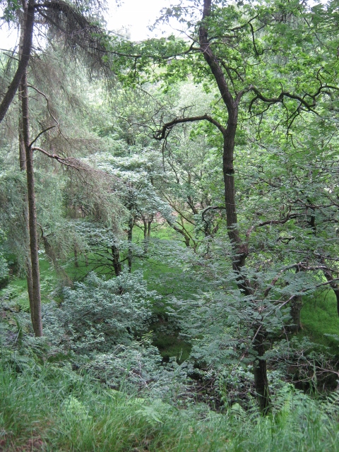 012Back Forest (480x640)