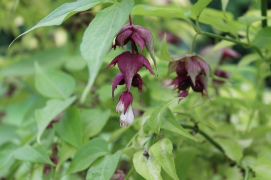 012Pheasantberry flowers