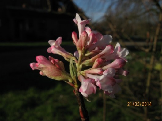 012Viburnum bodnantense flowers (640x480)