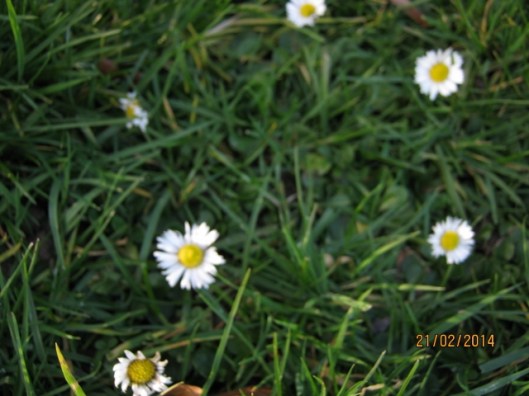 013Daisies (640x480)