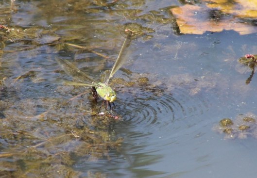 014Female emperor dragonfly (640x445)