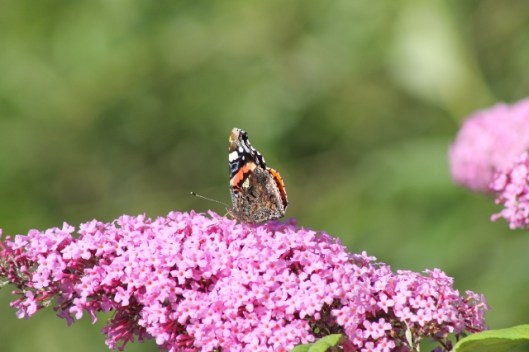014Red Admiral (640x427)