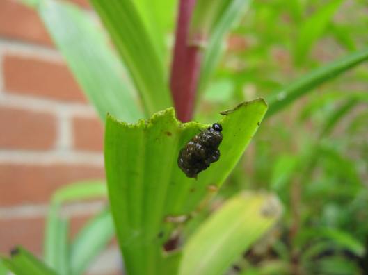 014Red Lily beetle grub