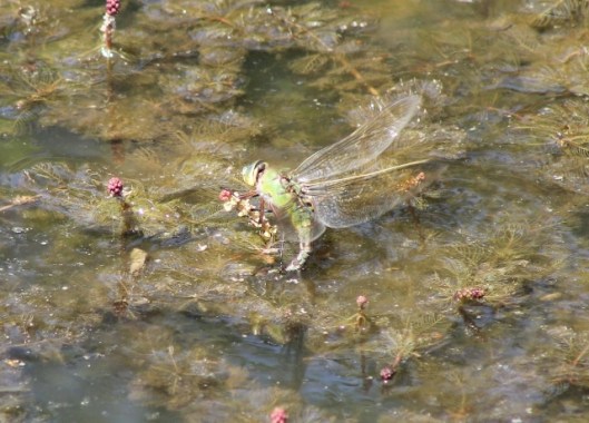 015Female emperor dragonfly (640x460)