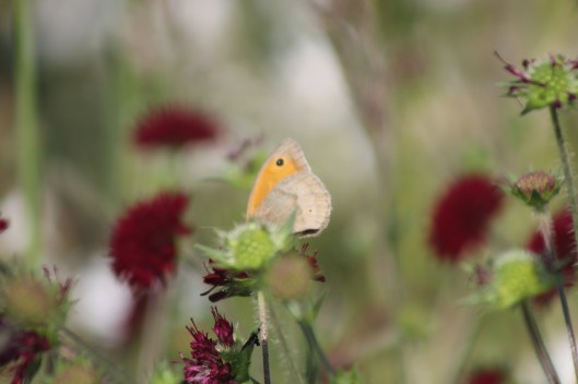 015Meadow brown butterfly