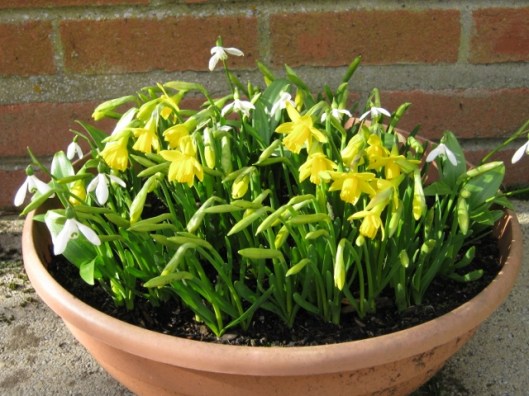 015Tub with snowdrops and Tete a Tete narcissi (640x480)