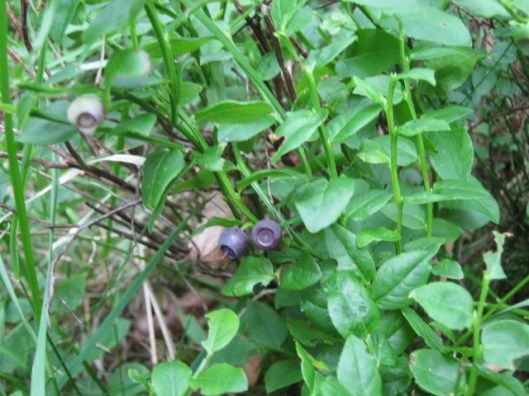 016Bilberries (640x480)