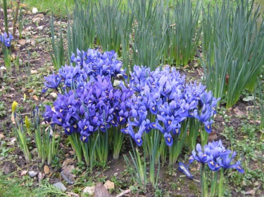 017Blue and purple miniature iris (640x480)