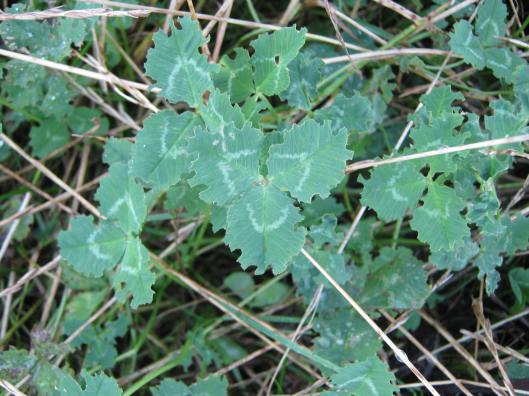 018Eaten clover leaves
