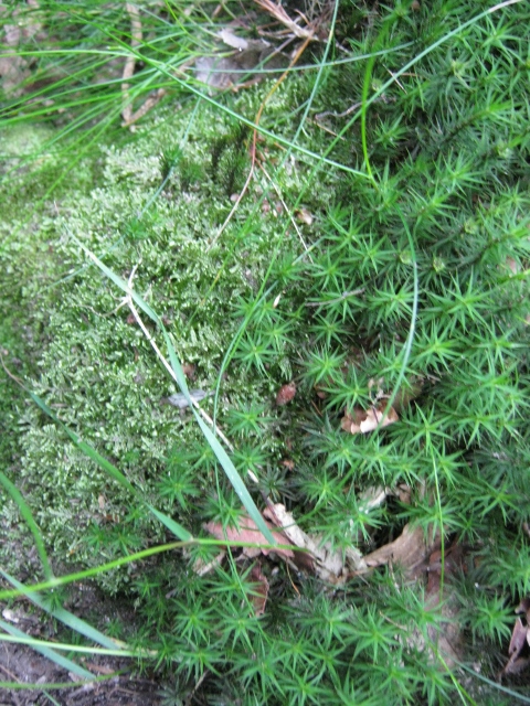 018Mosses (480x640)
