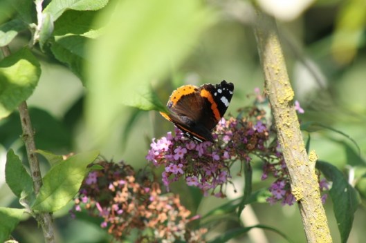 018Red admiral (640x427)
