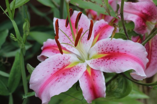 018Stargazer lily